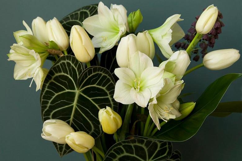 Amaryllis Magic Green, Amarylis Bulbs, Hippeastrum Magic Green, Hippeastrum Bulbs, White Flowers, White Amaryllis